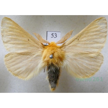 Lemonia taraxaci (Denis & Schiffermüller, 1775) male Ugorówka złotnica Czech53